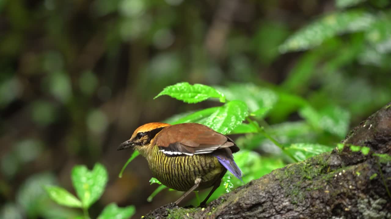 el pájaro pitta de banda javanesa está comiendo orugas en la madera