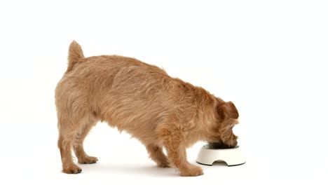 norfolk terrier perro comiendo comida 4k