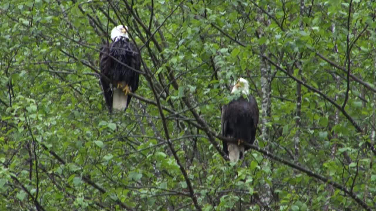 Bald eagles resting on a tree branch in Alaska on a rainy day