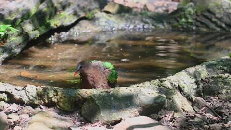 Seen-in-the-birdbath-looking-around-to-the-insects-bothering-it-then-shakes-its-body-and-turns-around,-Chalcophaps-indica,-Grey-capped-Emerald-Dove,-Thailand