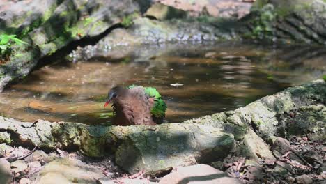 seen in the birdbath looking around to the insects bothering it then shakes its body and turns around, chalcophaps indica, grey-capped emerald dove, thailand