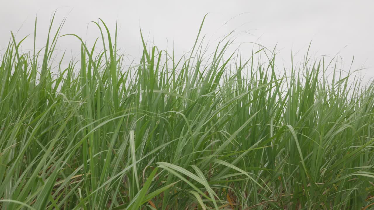 Close up, Sugarcane tops of the leaves sway gently in the breeze as camera pans down to the dirt path between fields on a grey cloudy day.