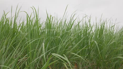 close up, sugarcane tops of the leaves sway gently in the breeze as camera pans down to the dirt path between fields on a grey cloudy day.