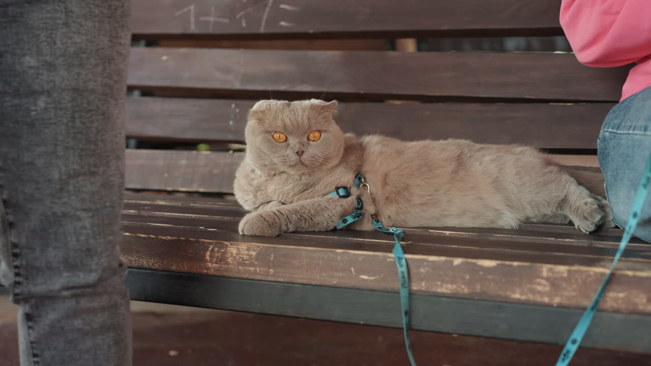 Peaceful Cat Repose, Calm Kitty Reclining Peacefully In Park, Gentle Feline Relaxing Quietly Amid Lively Park Environment, Tranquil Cat Lying Calmly While Park Bustles With Activity And Noise