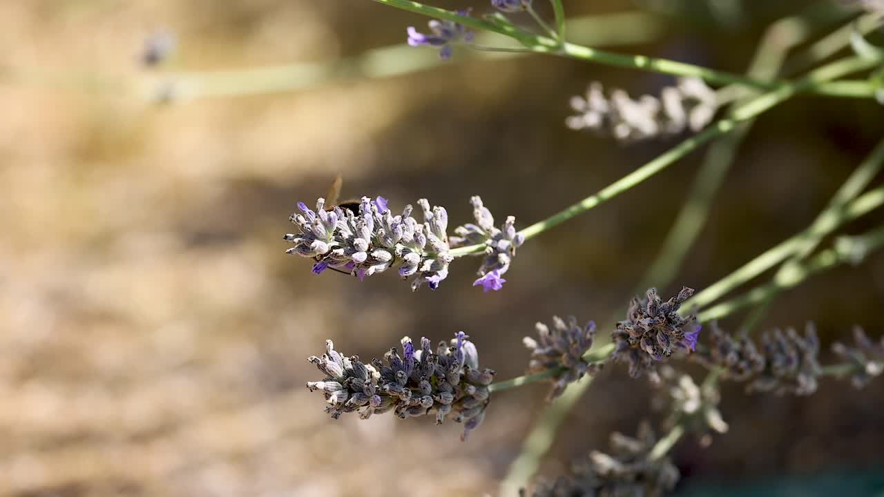 el abejorro recoge el néctar de las flores de lavanda