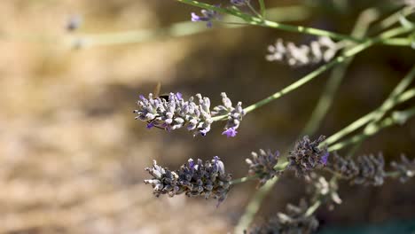 bumblebee gathers nectar from lavender flowers