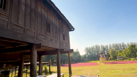 wooden house amidst fields and trees in thailand