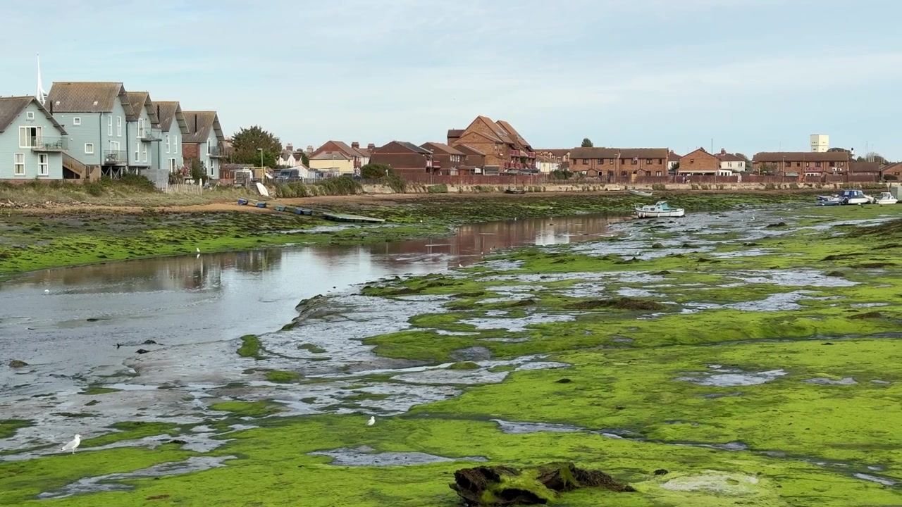 Ripresa panoramica di un estuario con bassa marea a Gosport, in Inghilterra, coperto di alghe verdi