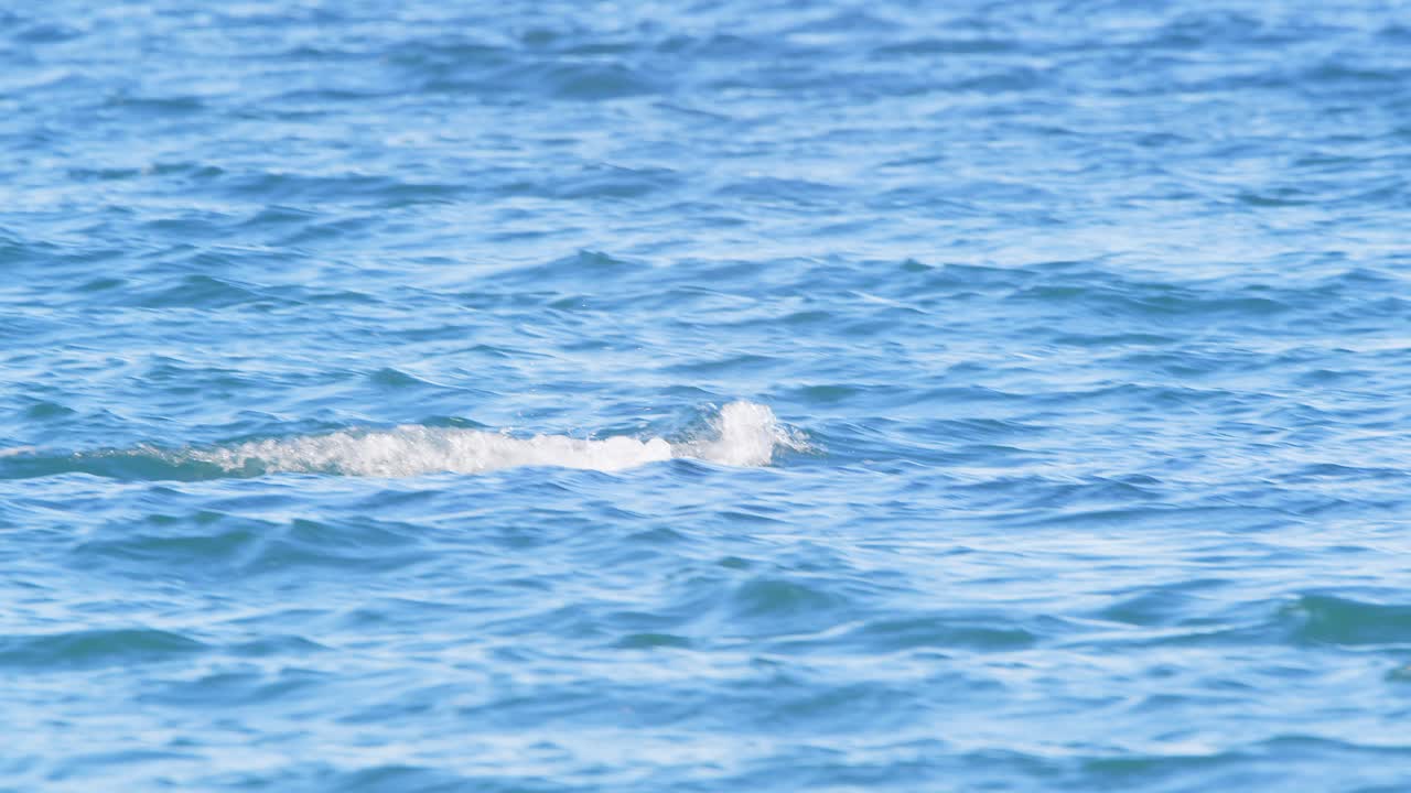 ⁇ 리 지느러미는 상어 가 ⁇  지느러미처럼 물의 꼭대기를 따라 오른쪽 고래의 아래로 내려갑니다.