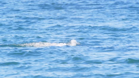 la aleta de la cola sigue la parte superior del agua como la aleta pectoral de un tiburón a medida que baja de una ballena derecha
