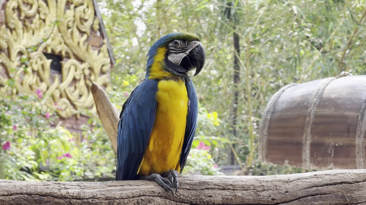 colorful parrot Species in Thailand bangkok