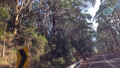 camino sinuoso a través de un paisaje de bosque exuberante