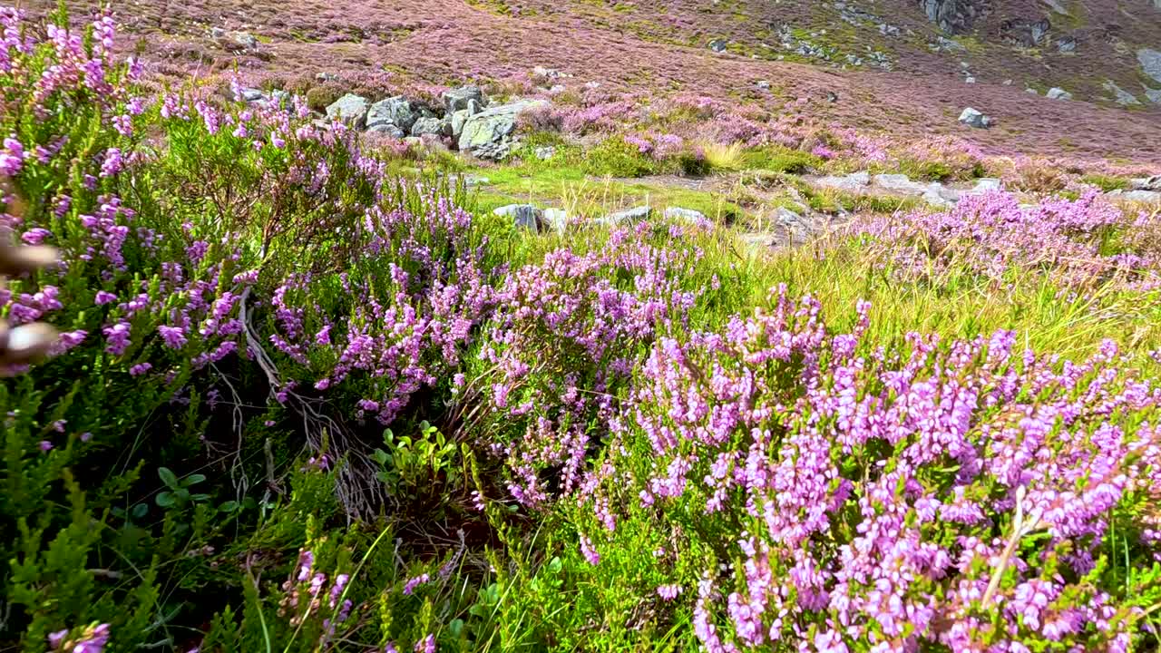 Low-angle camera moves slowly through blooming heather and grass on a sunlit hillside, revealing Glen Clova’s rugged, colorful landscape in summer