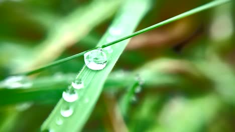 Fresh-green-leaves-with-dew-sticking-to-them,-suitable-for-the-background