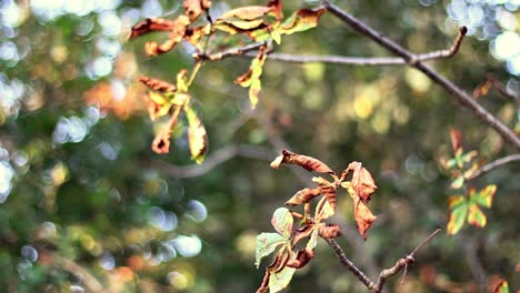 Otoño-Bosque-Paisaje-árboles-Hoja-1