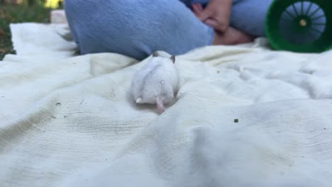 woman caring for a white hamster