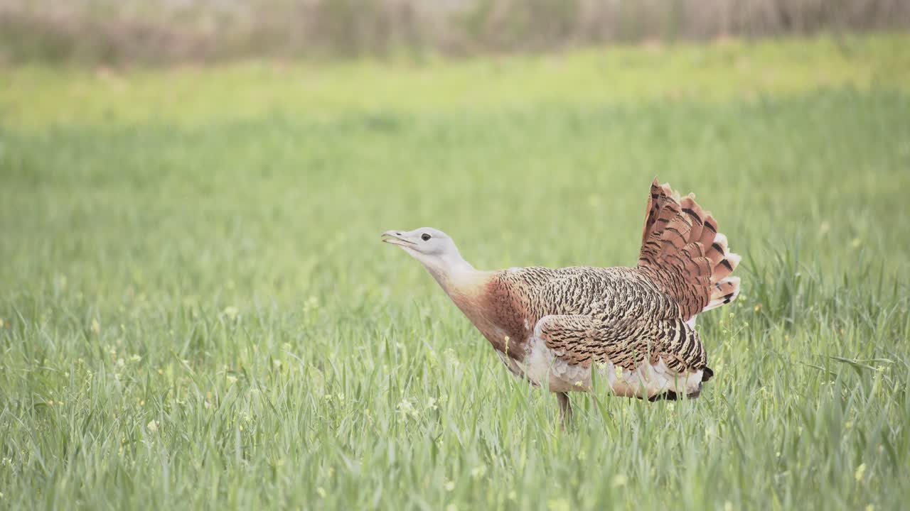 Samiec dropia wielkiego w pełnym pokazie godowym, wydający nawoływanie godowe do innych samców, na łące podczas wiosennego sezonu lęgowego, w La Mancha, Hiszpania.