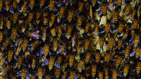 Es-Ist-Bekannt,-Dass-Honigbienen-Große-Nestkolonien-Mit-Symmetrischen-Taschen-Aus-Wachs-Bauen,-Um-Honig-Als-Nahrungsquelle-Zu-Speichern