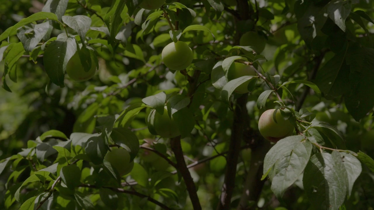 Frutti verdi e sfumati di rosa maturano tra il fogliame vibrante sui rami del frutteto sotto la luce solare screziata di montagna, esemplificando la rigogliosa agricoltura d'alta quota nelle valli fluviali dell'Alto Atlante in Marocco
