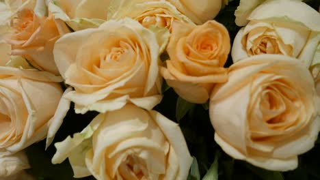 bunch of roses for decoration