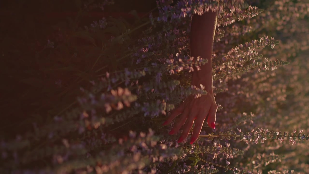 Donna che tocca fiori viola in un campo al tramonto