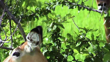 impala-attentively-scanning-surroundings,-nostrils-quivering,-ears-up