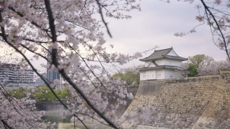 japanese castle walls in osaka, focus reveal from cherry blossoms in spring