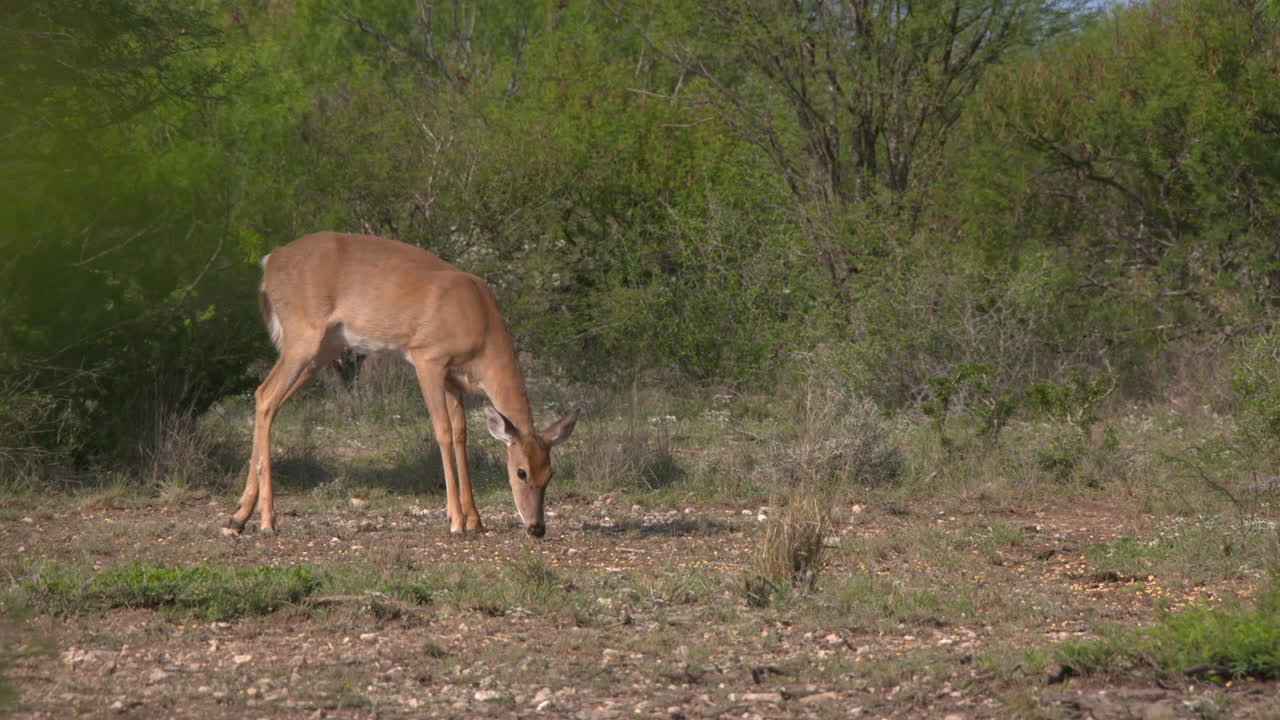 whitetail hace en texas whitetail hace en texas