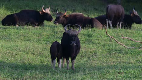 mirando hacia la cámara con intimidación mientras el ternero se encuentra de pie en su lado derecho visto desde su espalda mientras la manada está descansando, gaur bos gaurus, tailandia