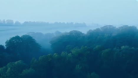 foggy forest at dawn