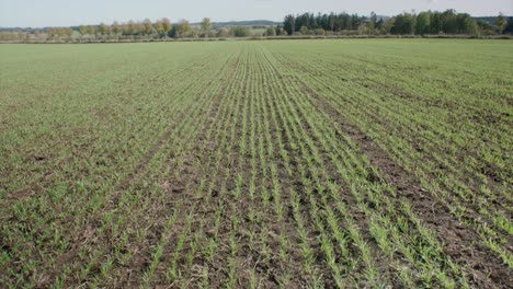 granos jóvenes que crecen en el campo