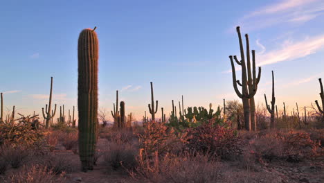 encantadora escena del desierto en colores pastel con saguaros iluminados lateralmente - plano general