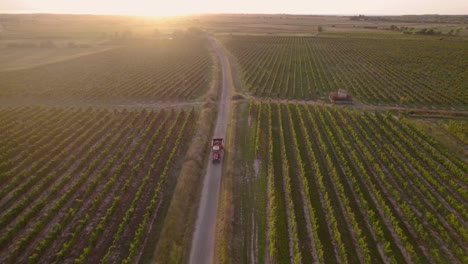 Tractor-with-trunk-full-of-grapes-driving-fast-in-the-fields-of-southern-France