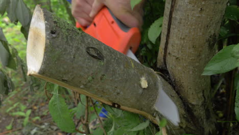 electric power saw cutting off tree brunch