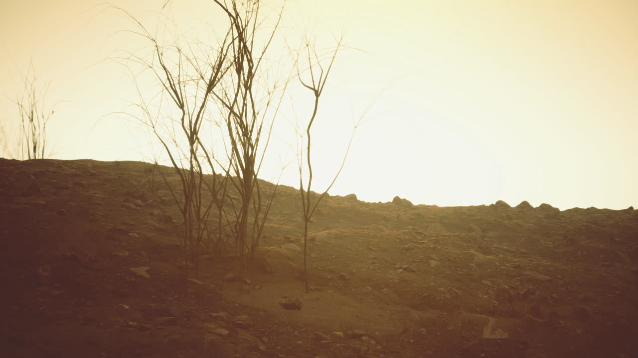 Empty landscape at sunset with barren trees and rocky terrain in warm hues