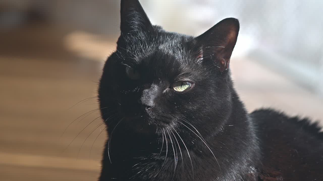 A detailed close-up of a black cat's face, highlighting its subtle expression and captivating green eyes.