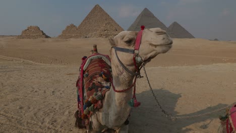 camellos acostados frente a las pirámides de giza al atardecer