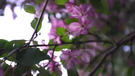 pink blossoms on a tree