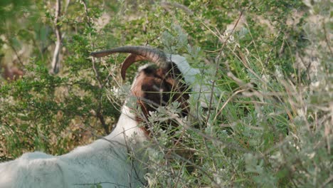 Lovely-goat-is-eating-grass-outdoors-during-sunshine-weather,-goats-are-members-of-the-Bovidae-family-of-animals,-domesticated-animals-concept