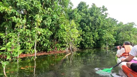 kayaking through a tropical mangrove forest