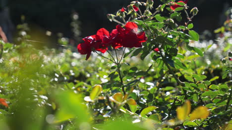 bamburg castle rose garden