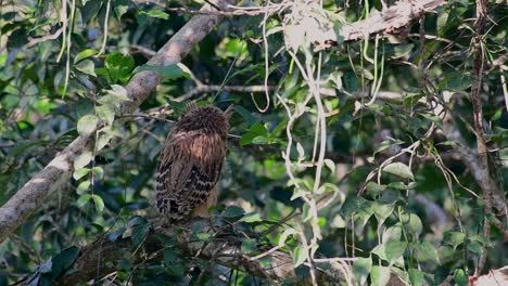 the buffy fish owl is a big owl and yet the smallest among the four fish owls