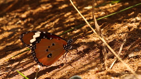 mariposa monarca en el desierto