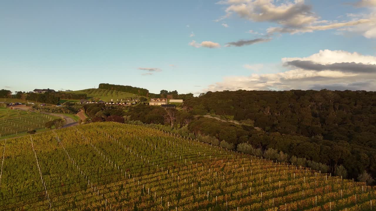 Idyllic Vineyards on hills during golden sunset on Waiheke Island, New Zealand. Aerial flyover shot. Scenic and picturesque landscape with growing grapes.