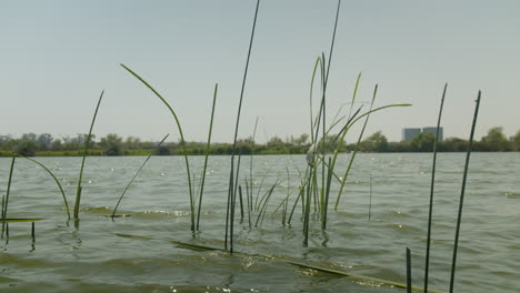 Reeds in a Lake