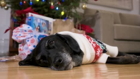 a black senior labrador dog wearing a christmas-themed sweater as it lies on the ground next to a decorated christmas tree and gifts