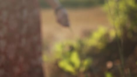 A-close-up-shot-of-the-hand-of-a-female-walking-carefree-through-a-grass-field,-a-blade-of-grass-sliding-through-her-fingertips-as-she-walks-off-into-the-distance-on-a-beautiful-day-outdoors,-India