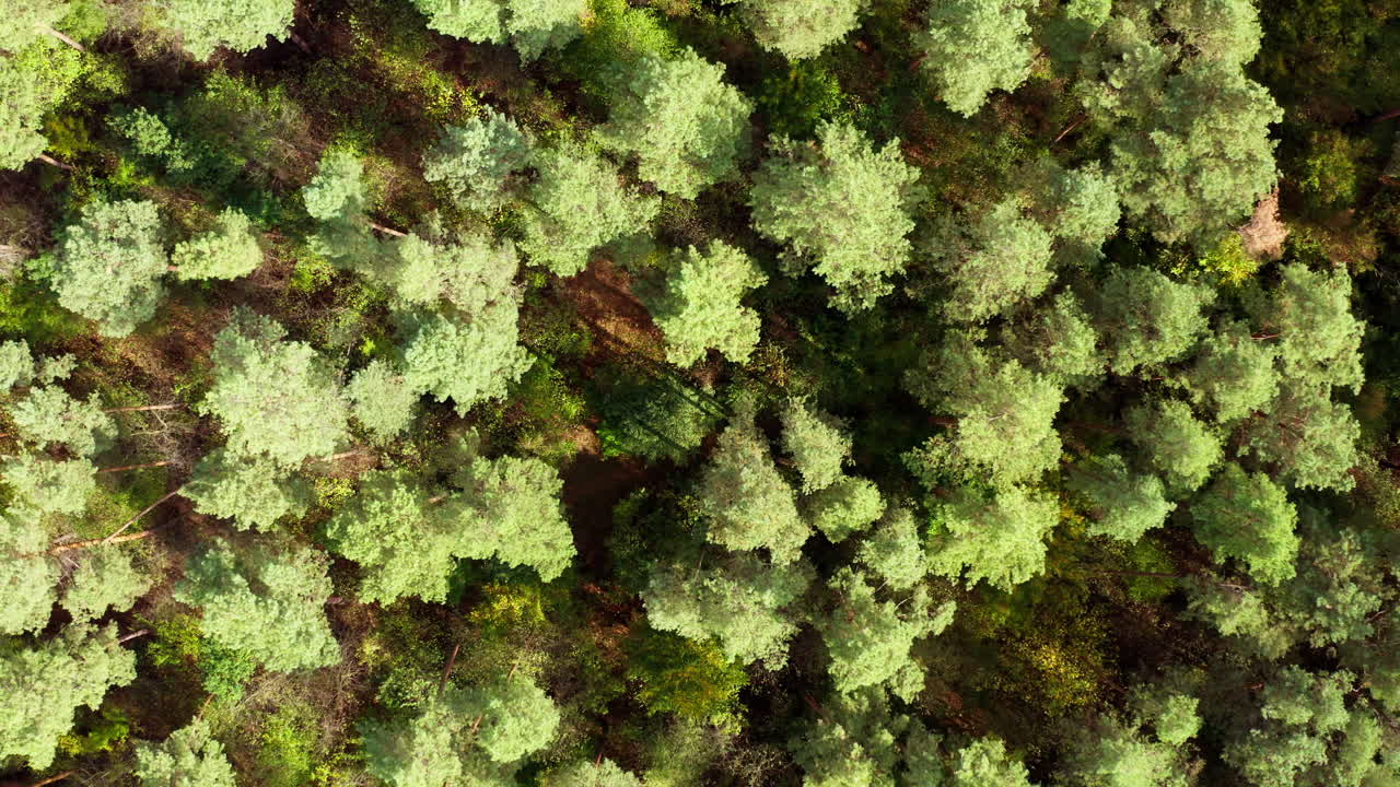 Tops of light green trees. Flying over the forest in summer. Tall trees in woodland. Trees background. Top aerial view.