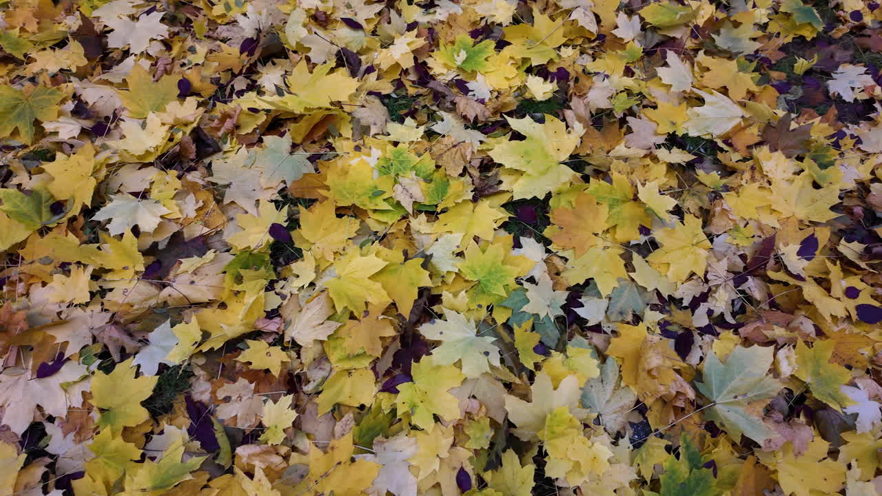 Autumn Leaves on the Ground