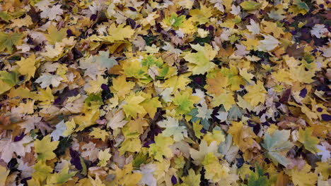 hojas de otoño en el suelo